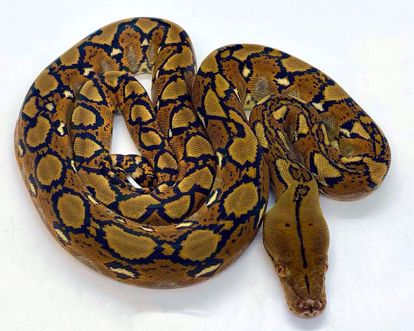 Picture of Classic Male Reticulated Pyrhon