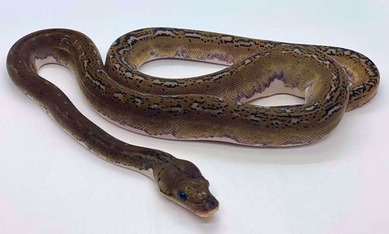 Picture of Pied Male