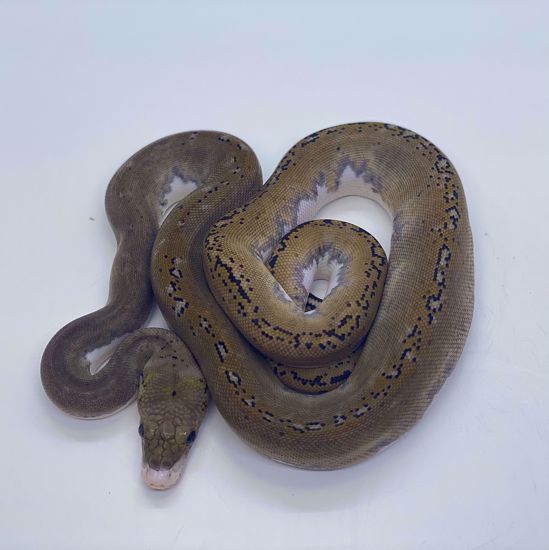 Picture of Pied Male