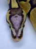 Picture of 1.0 Pastel Scaleless Head Ball Python (High Expression)