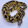 Picture of 1.0 Pastel Scaleless Head Ball Python (High Expression)