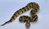 Picture of 1.0 Pastel Scaleless Head Ball Python (High Expression)